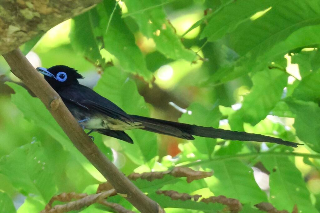 Black Paradise Flycatcher