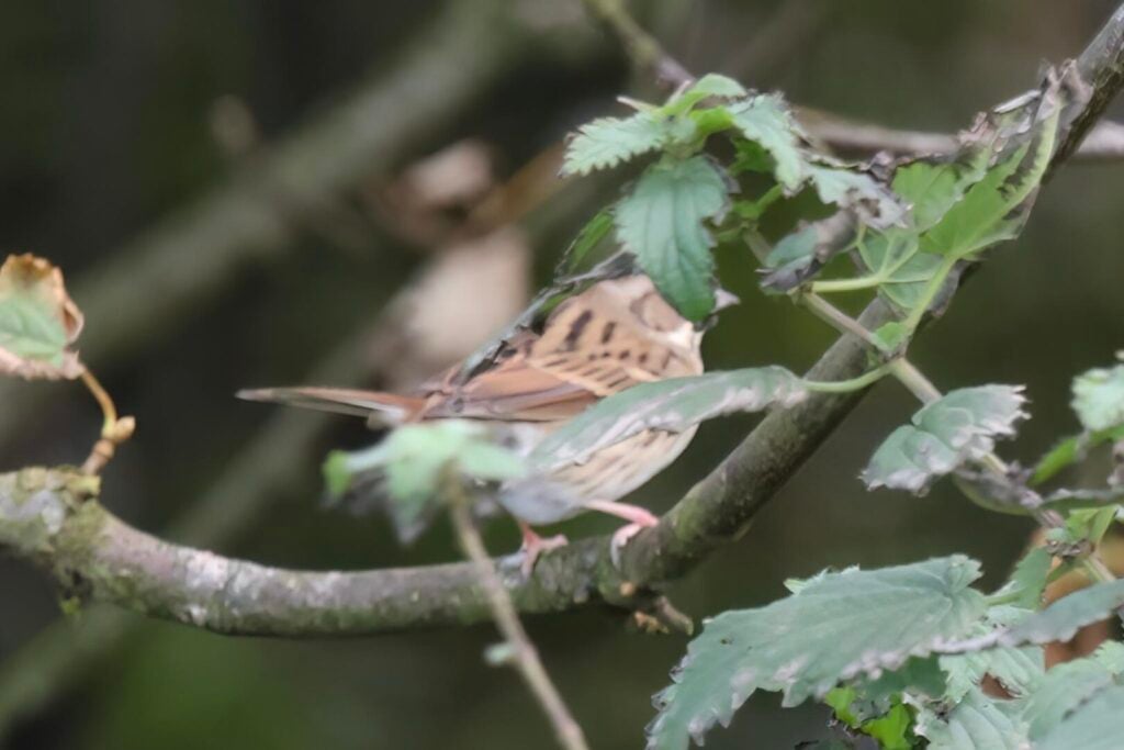 Black-faced Bunting