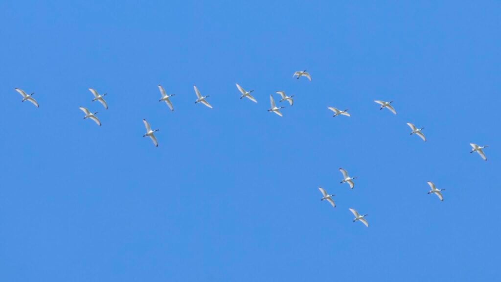 Black-faced Spoonbills