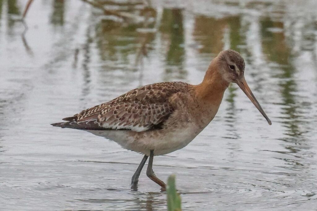 Black-tailed Godwit