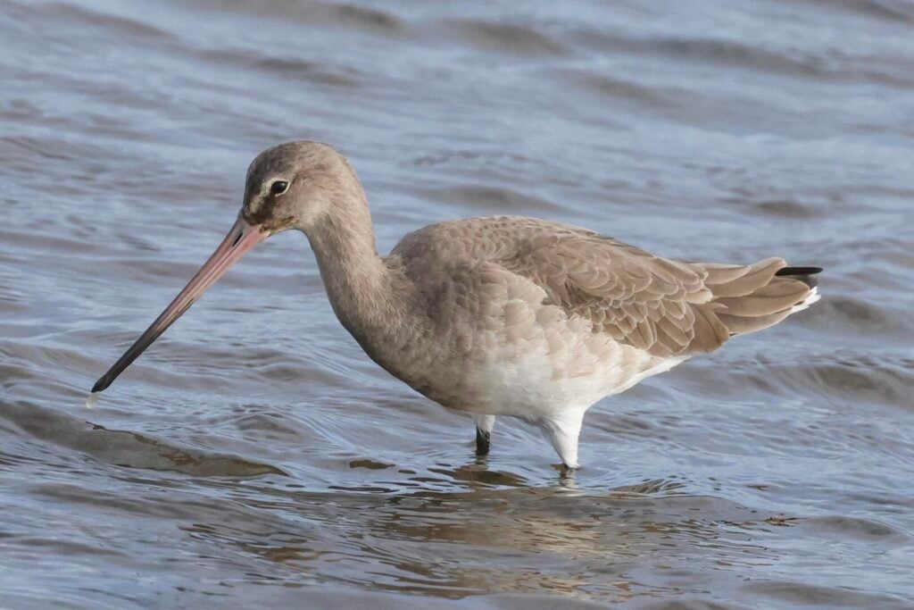 Black-tailed Godwit