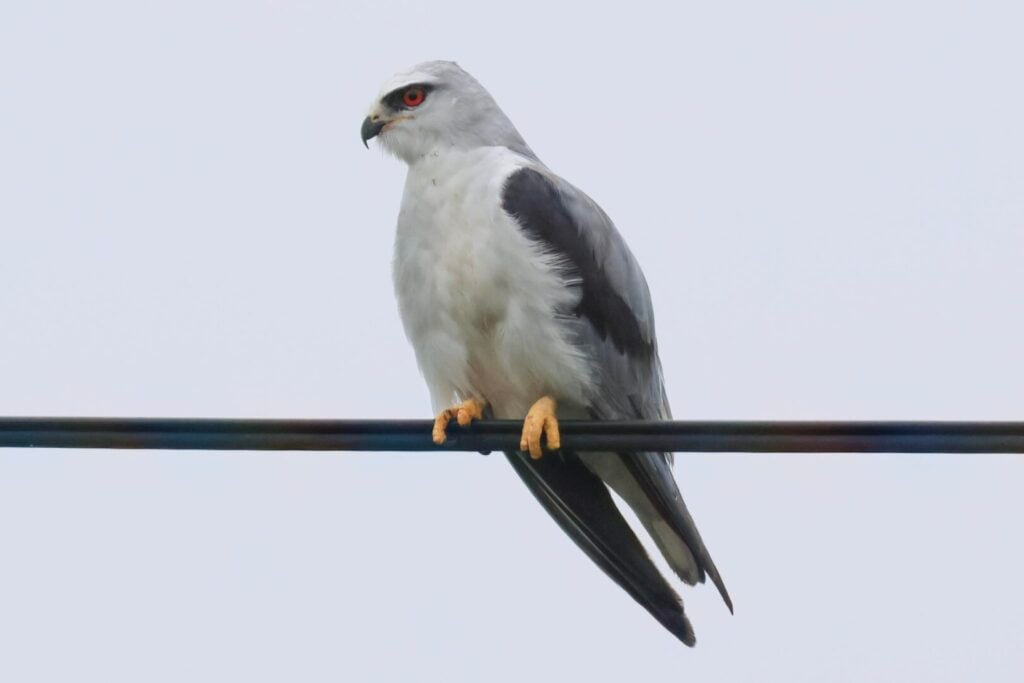 Black-winged Kite