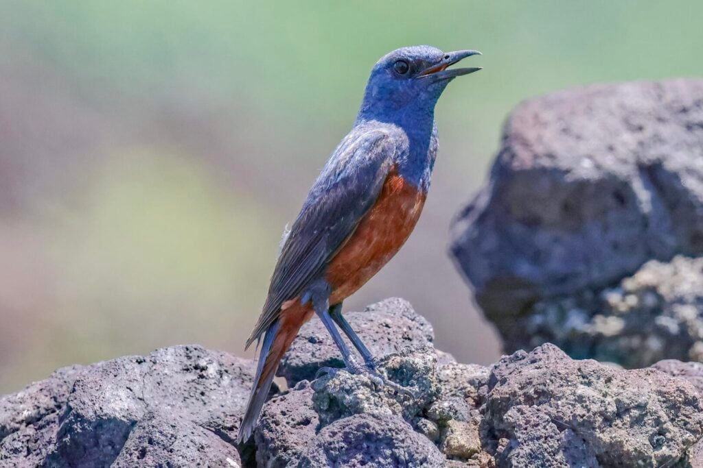 Blue Rock Thrush