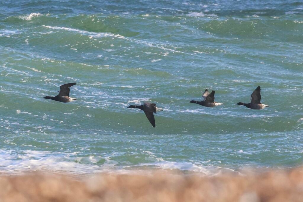 Brent Geese