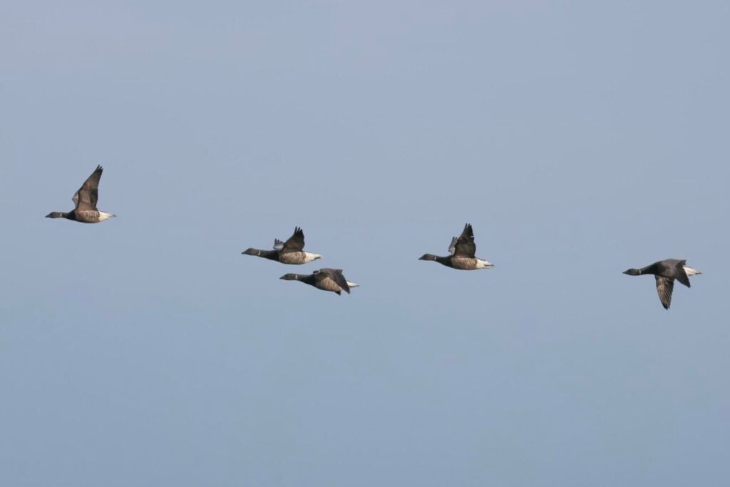 Brent Geese