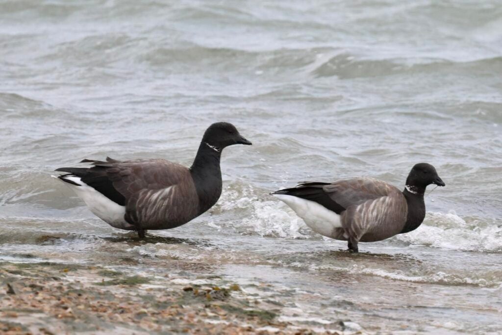 Brent Geese