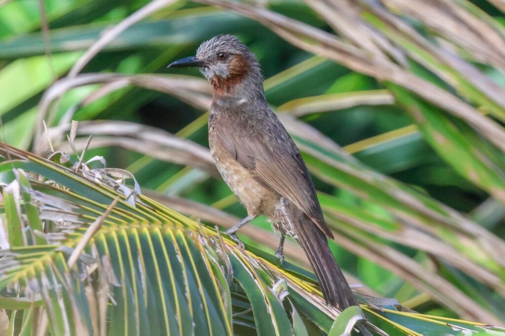 Brown-eared Bulbul