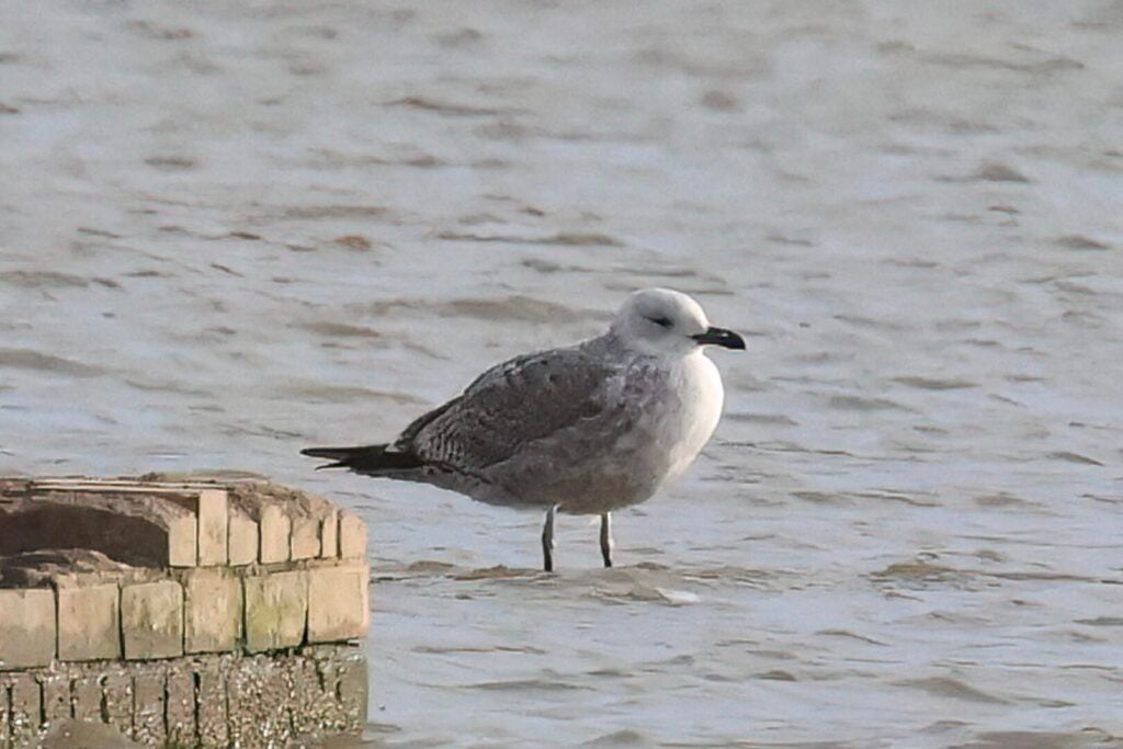 Caspian Gull