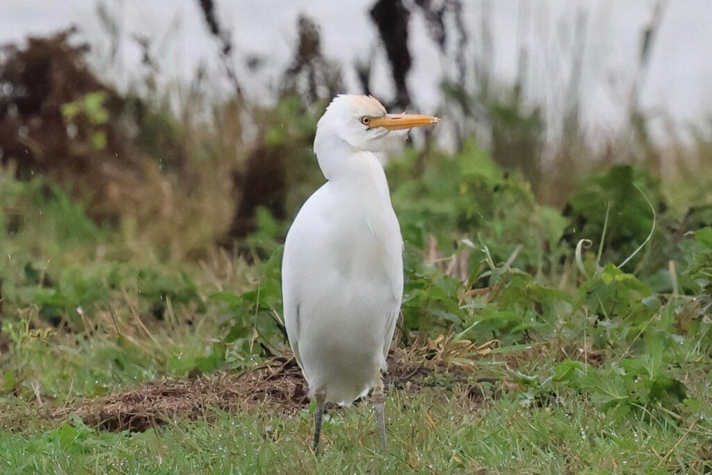 Cattle Egret