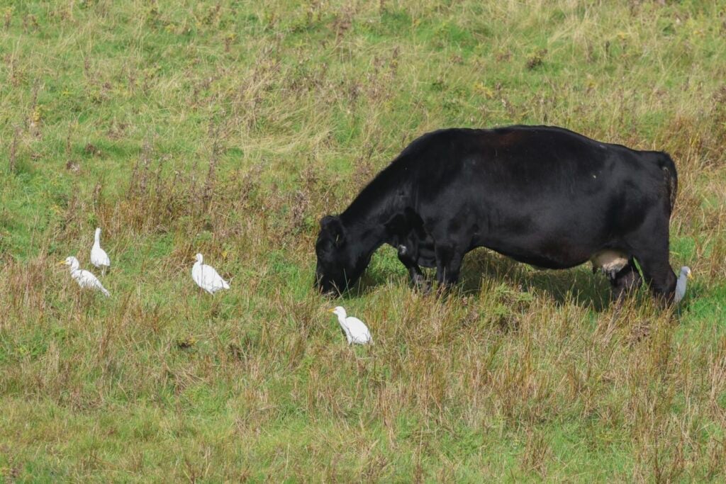 Cattle Egrets