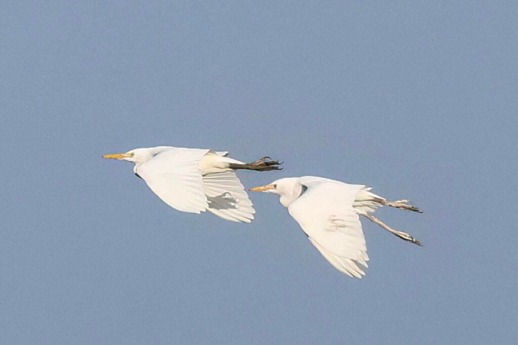 Cattle Egrets