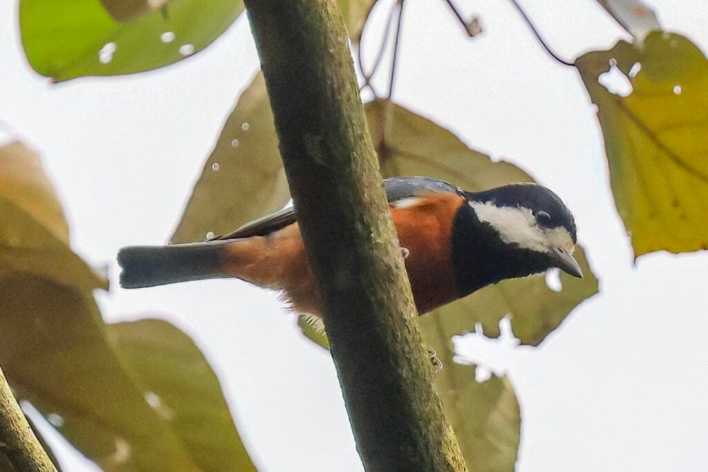 Chestnut-bellied Tit