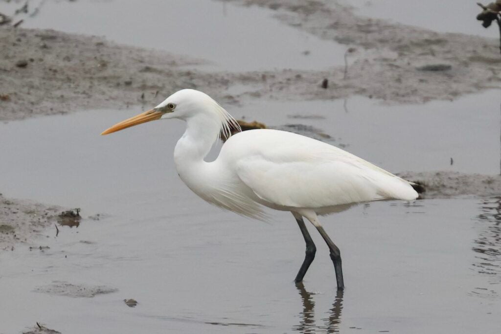 Chinese Egret