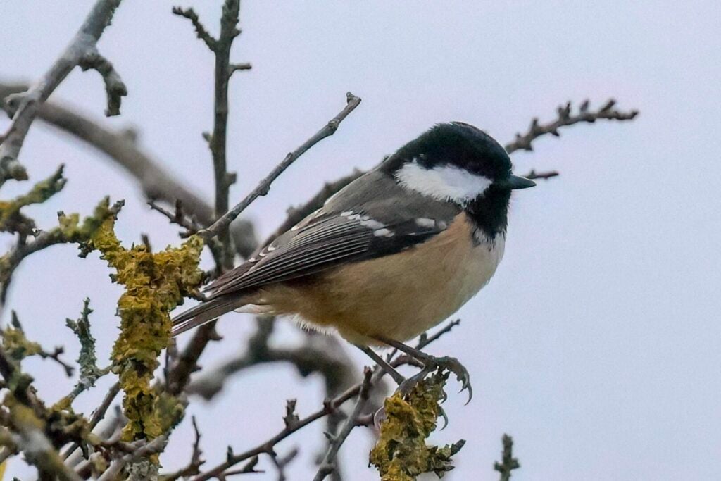 Coal Tit