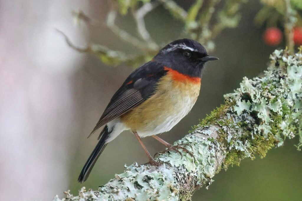 Collared Bush Robin