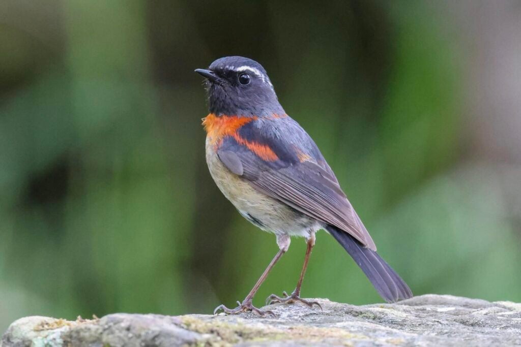 Collared Bush Robin