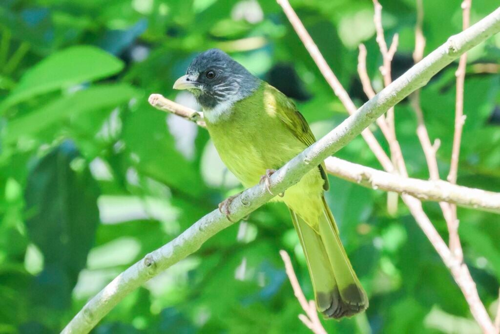 Collared Finchbill
