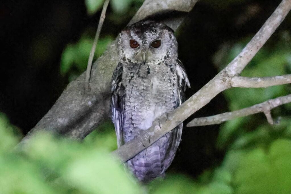 Collared Scops Owl