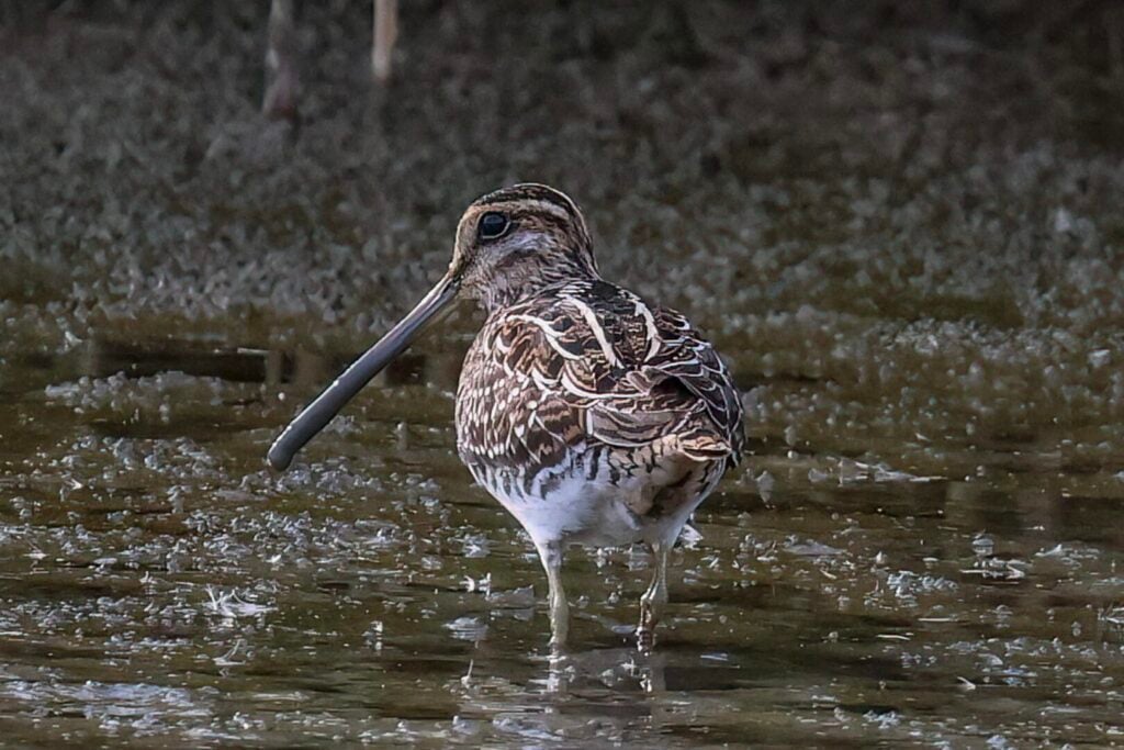 Common Snipe