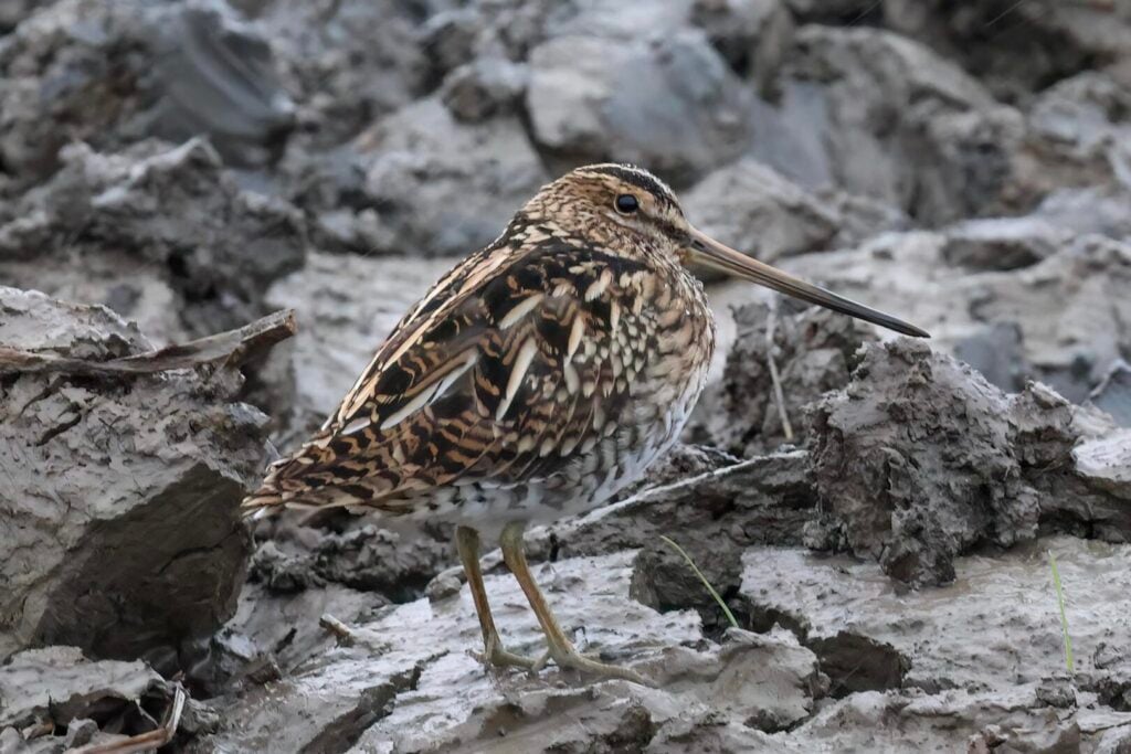 Common Snipe