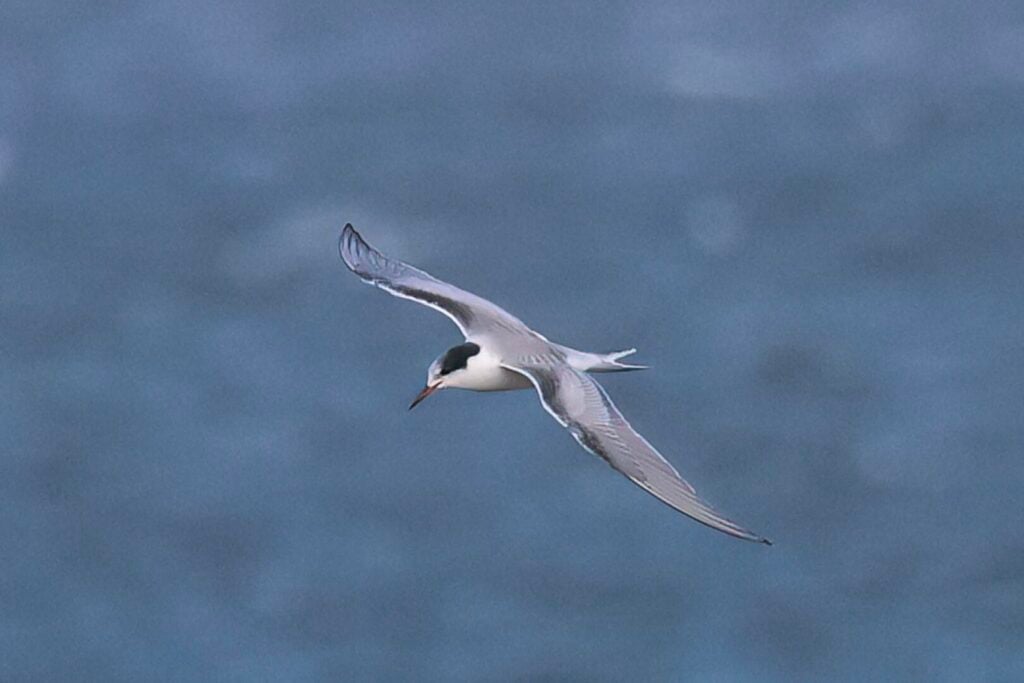 Common Tern