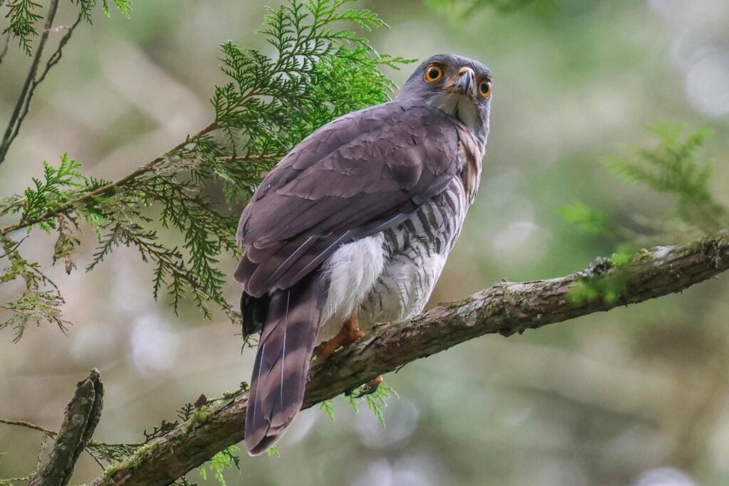 Crested Goshawk
