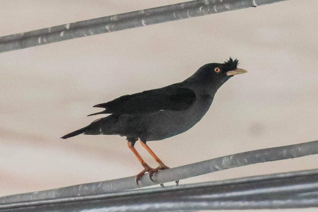 Crested Myna