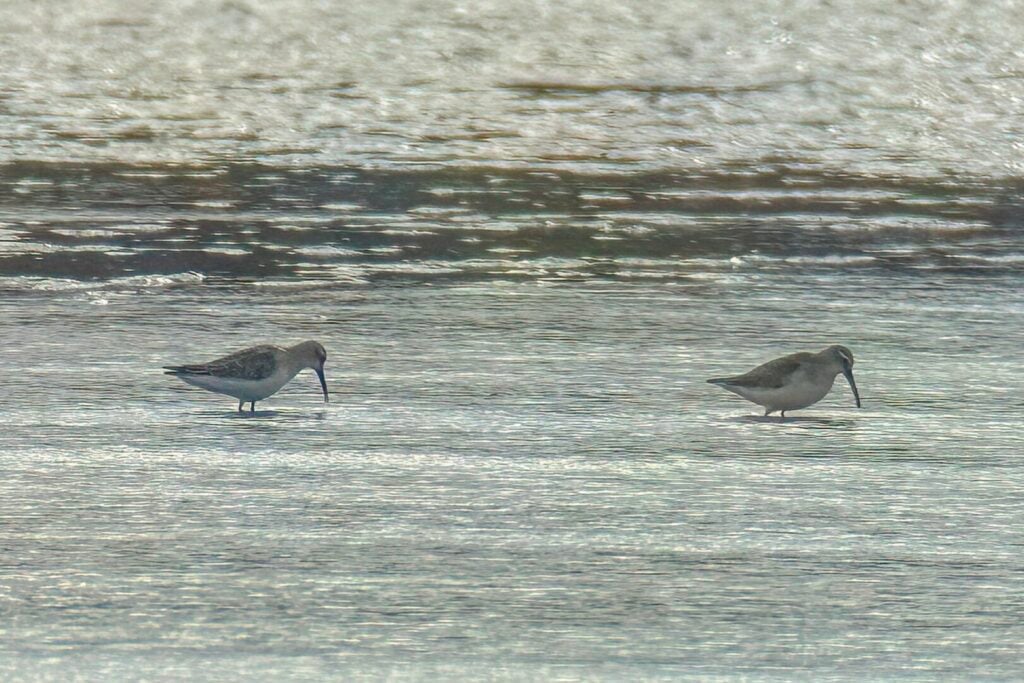 Curlew Sandpipers