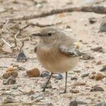 Desert Wheatear