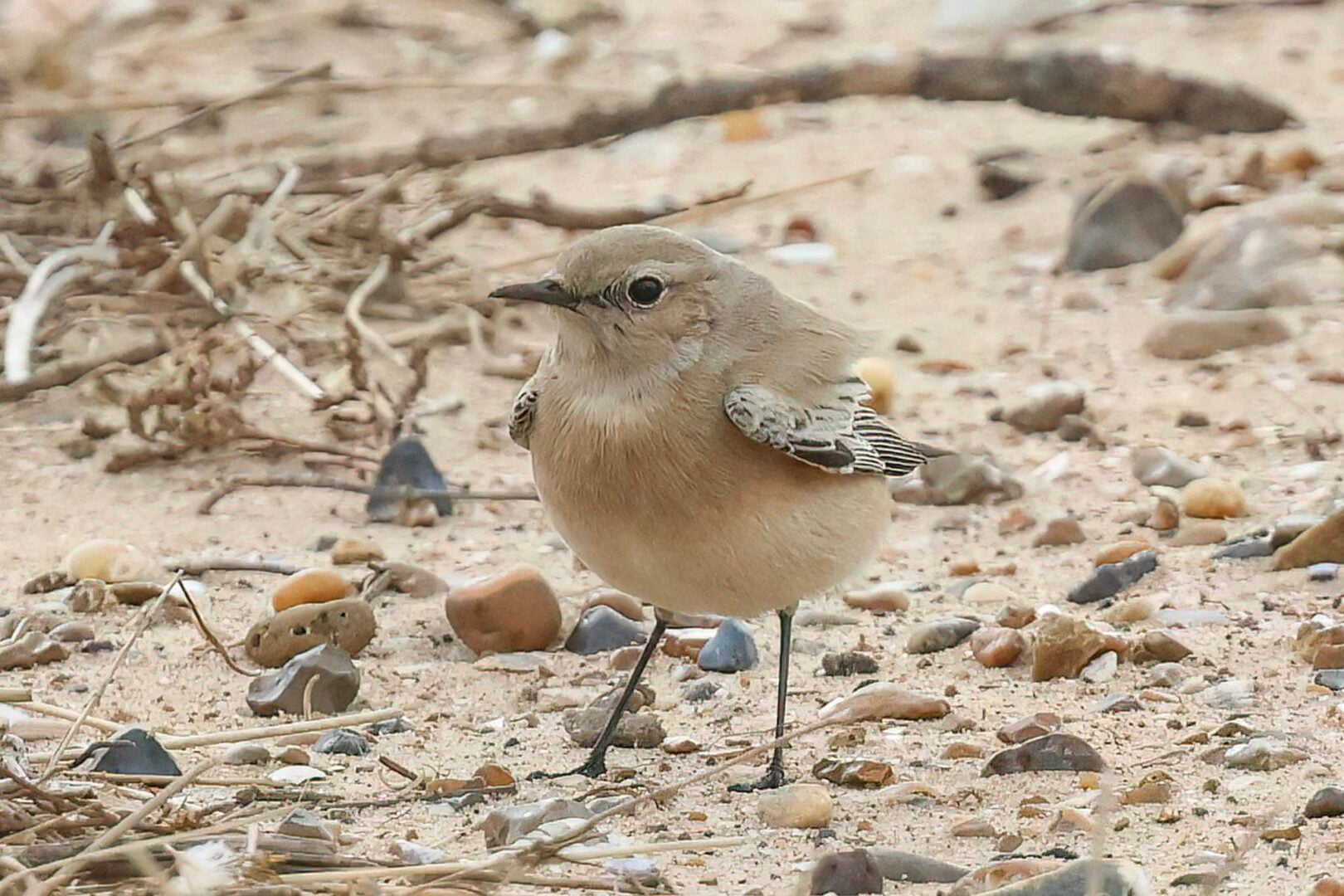 Desert Wheatear