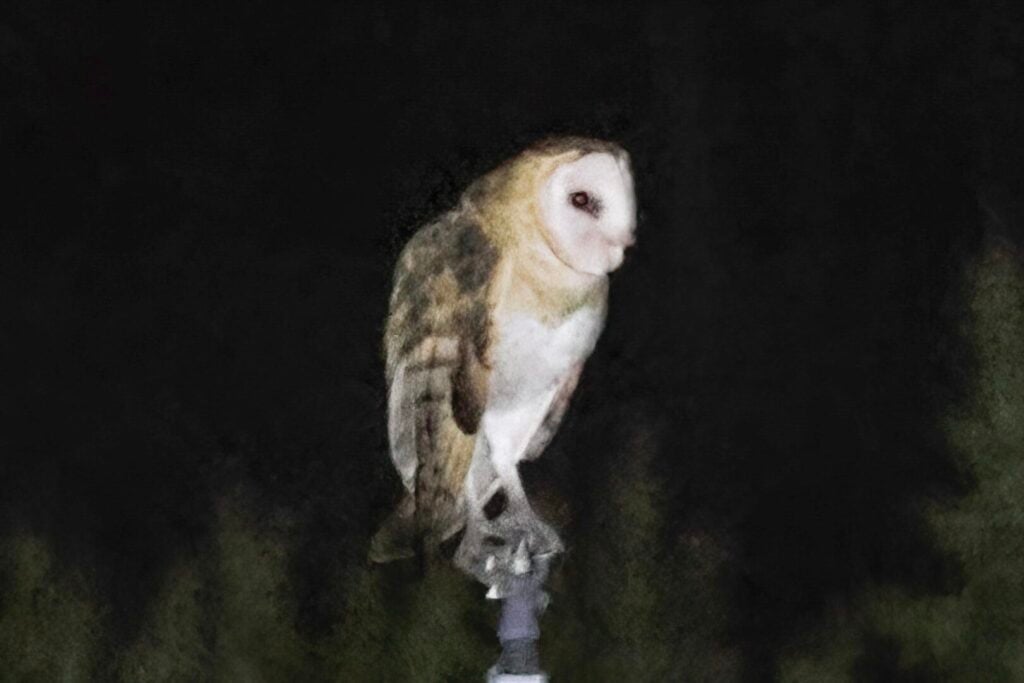 Eastern Grass Owl