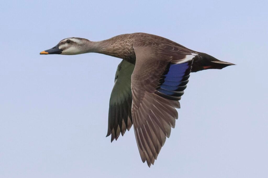 Eastern Spot-billed Duck