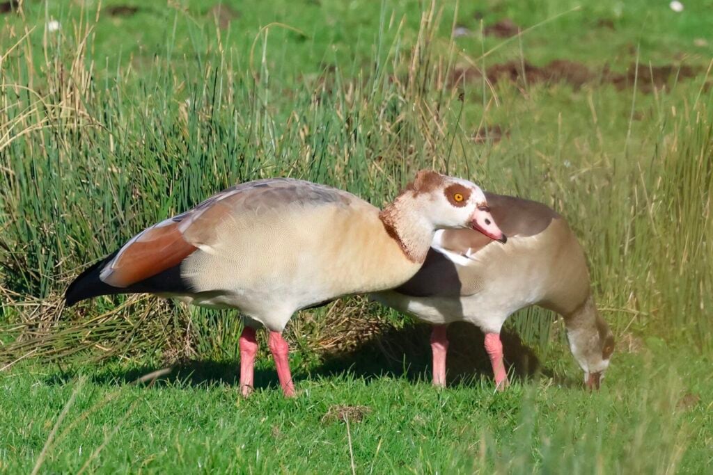 Egyptian Goose