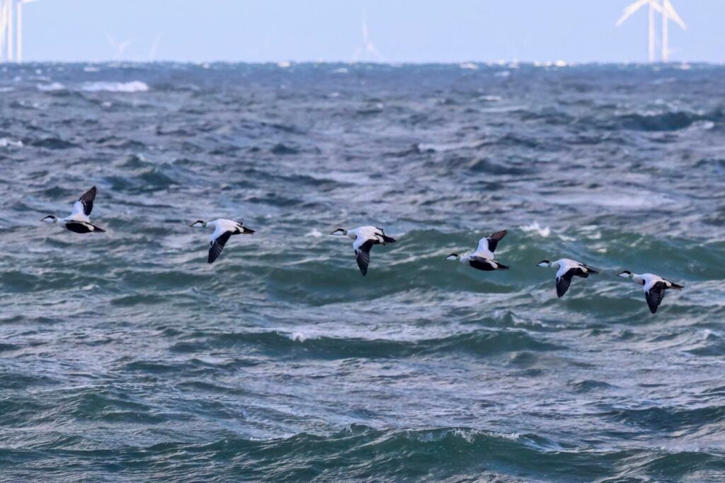 Eider