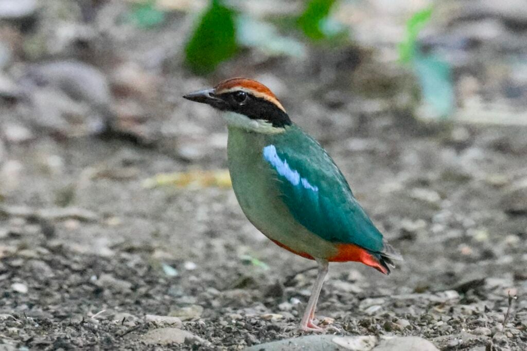 Fairy Pitta