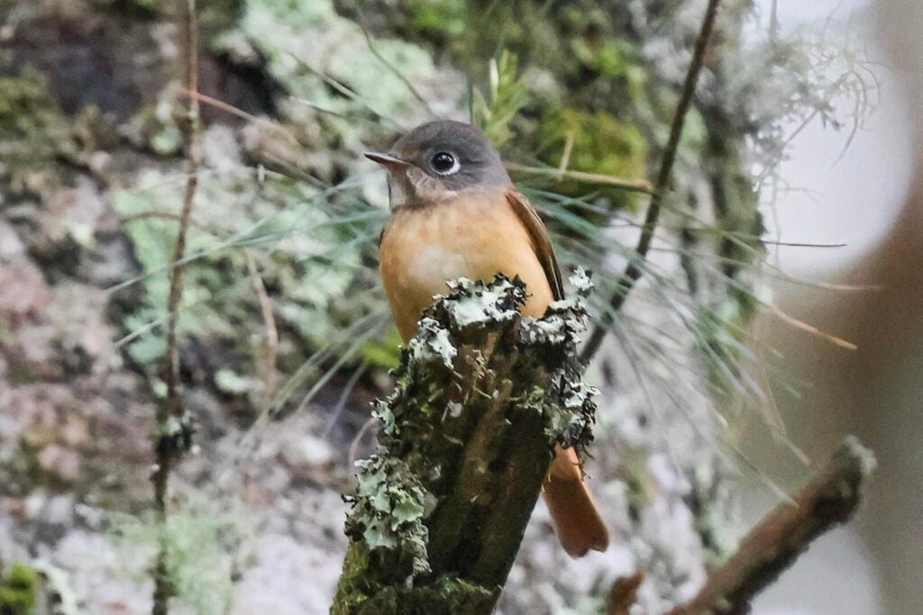 Ferruginous Flycatcher