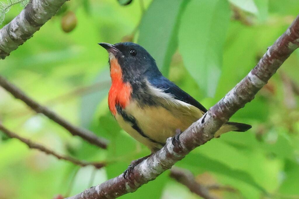 Fire-breasted Flowerpecker