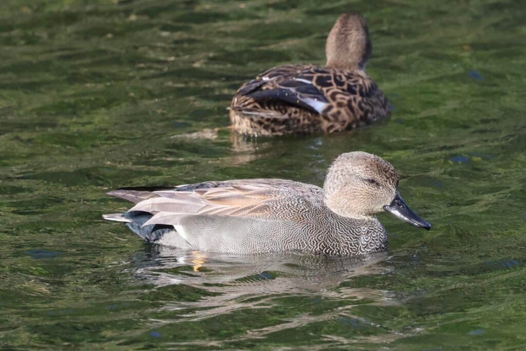 Gadwall