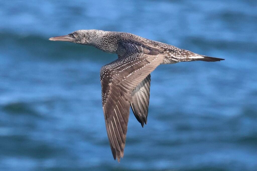 Gannet