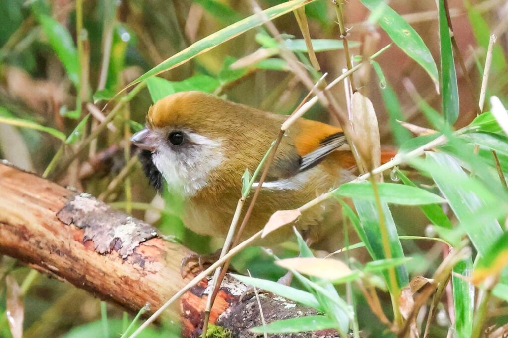 Golden Parrotbill