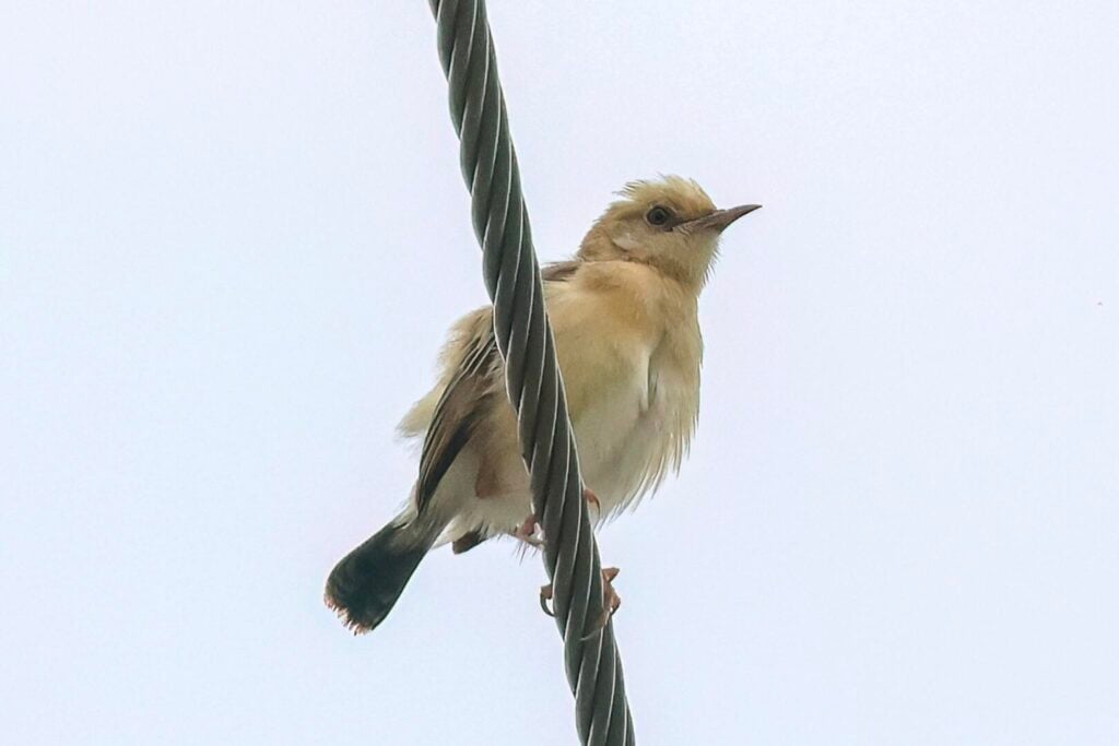 Golden-headed Cisticola