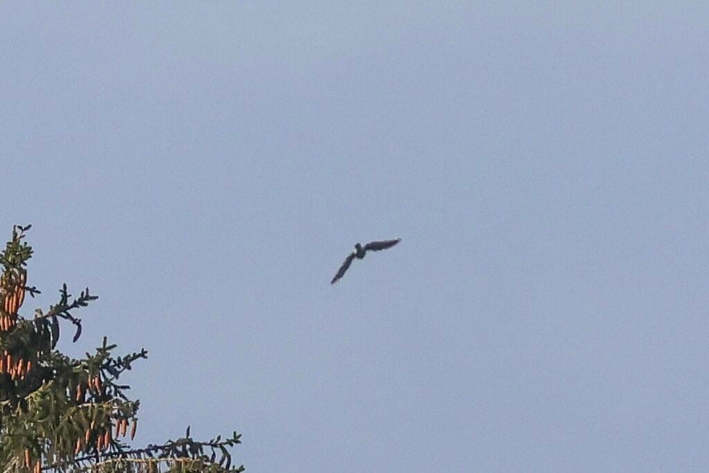 Goshawk