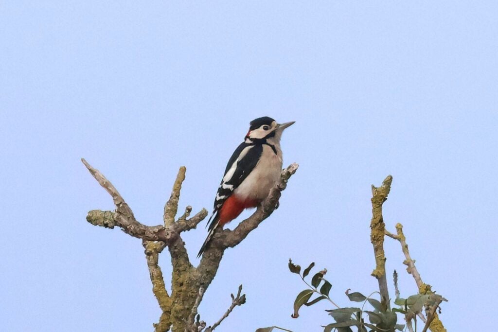 Great Spotted Woodpecker