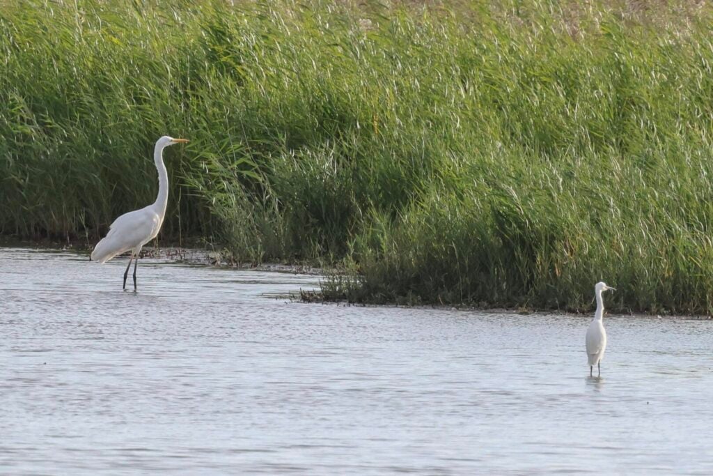 Great White Egret