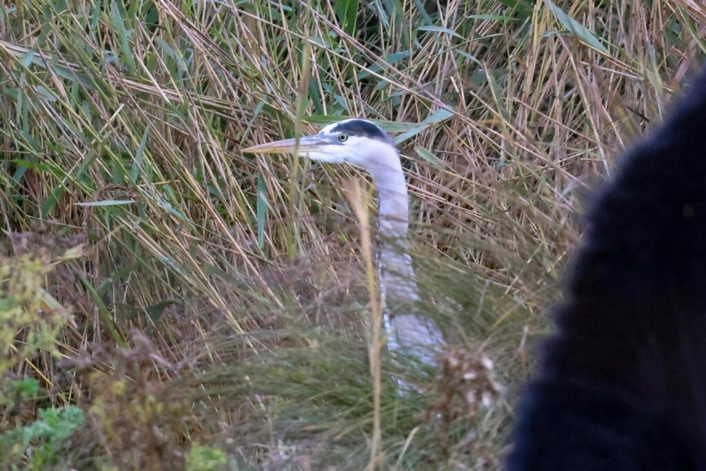 Grey Heron