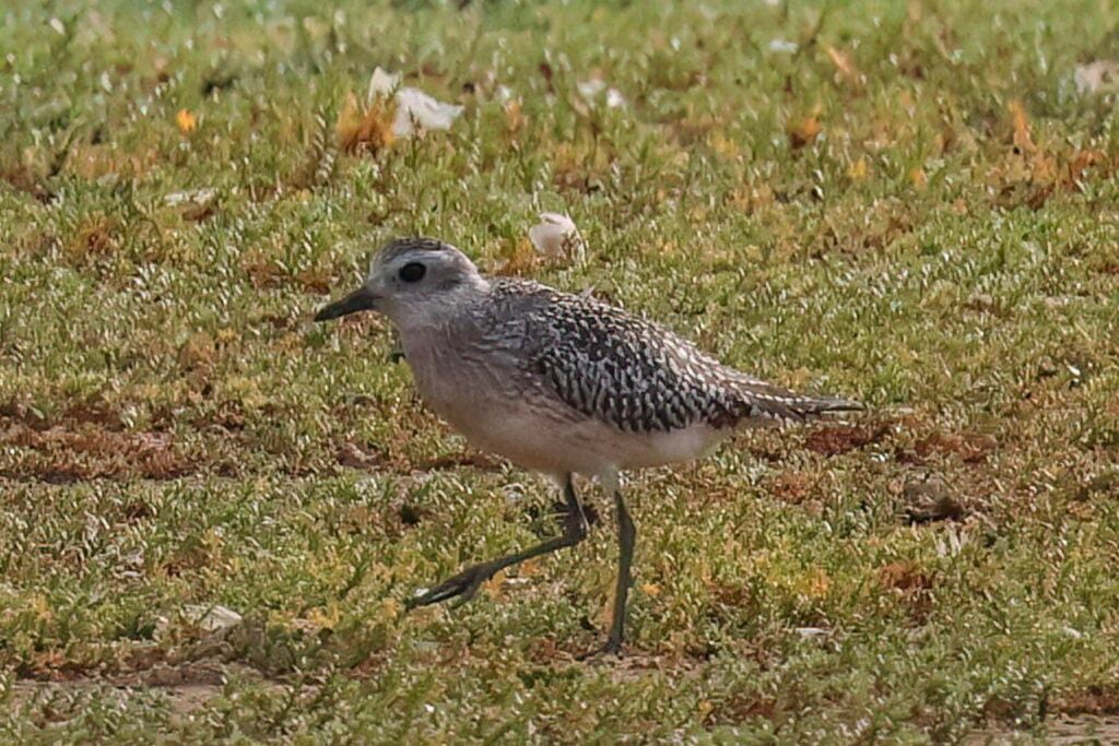 Grey Plover