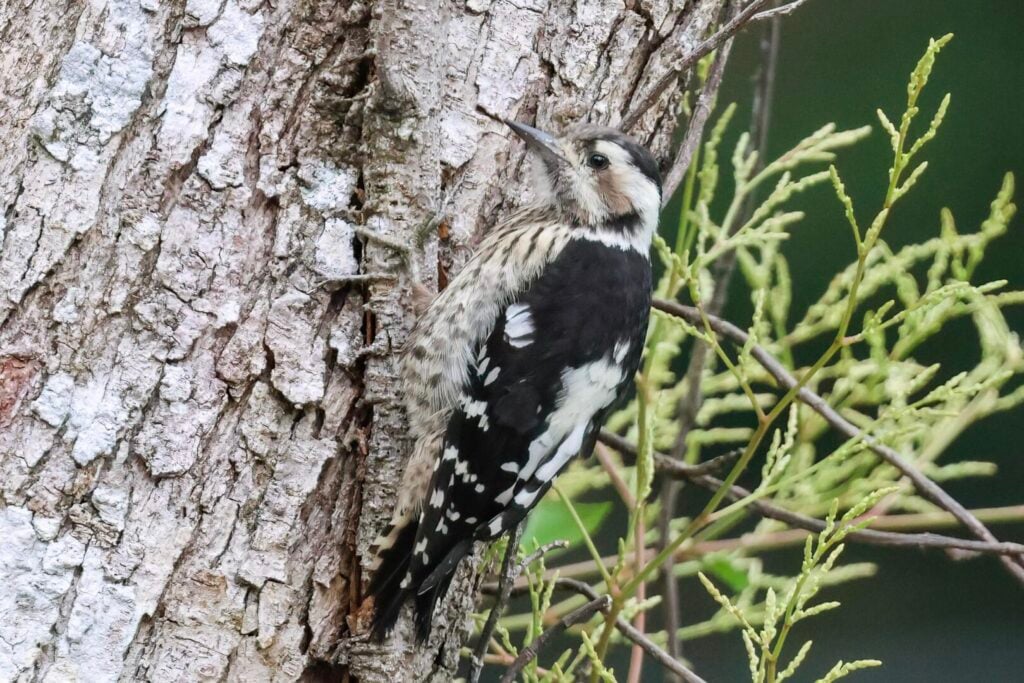 Grey-capped Pygmy Woodpecker