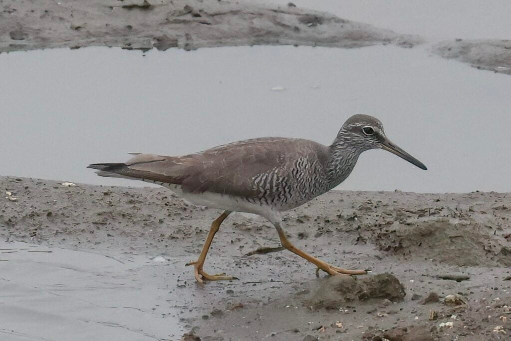 Grey-tailed Tattler