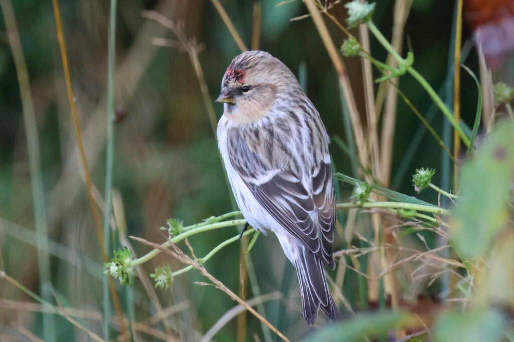 Hornemann's Arctic Redpoll