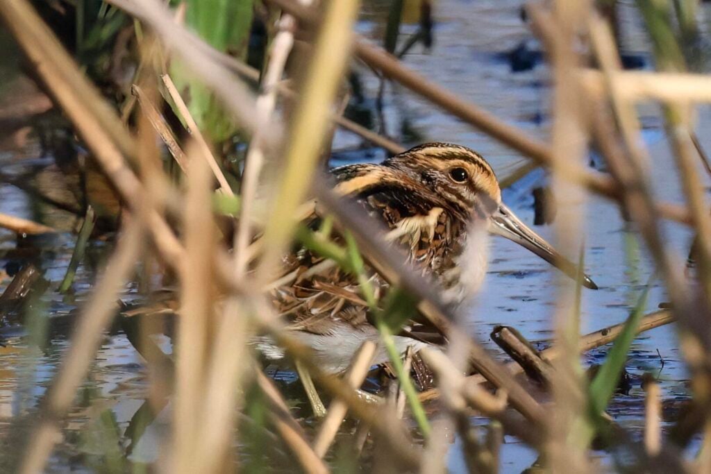 Jack Snipe